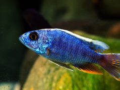 How to Choose African Cichlids