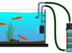 Filtration for Your Cichlid Aquarium