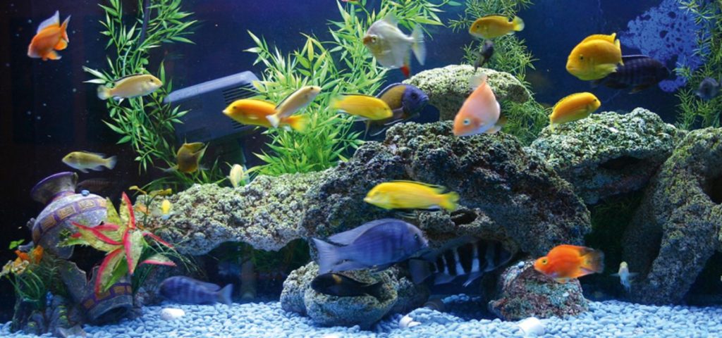 How to Reduce African Cichlid Aggression | Cichlid Fish Universe