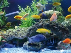 How to Reduce African Cichlid Aggression