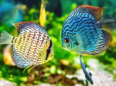 New World Cichlid Fish